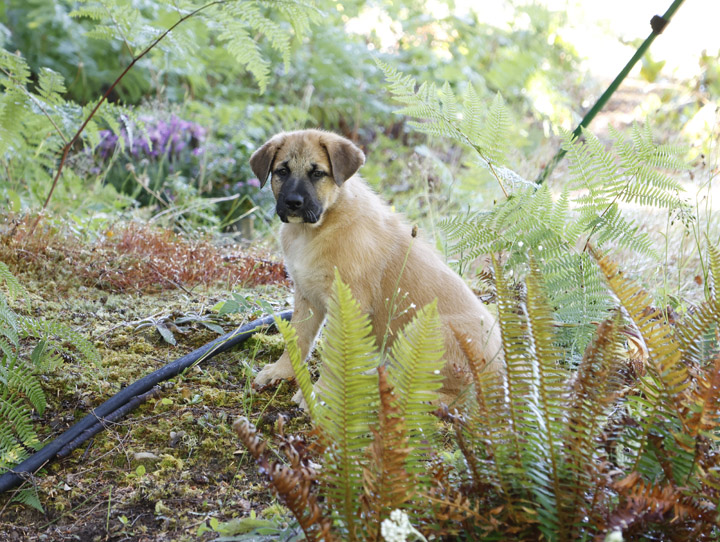 chinook dog
